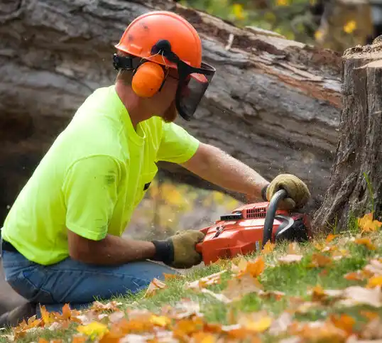 tree services Mount Healthy Heights